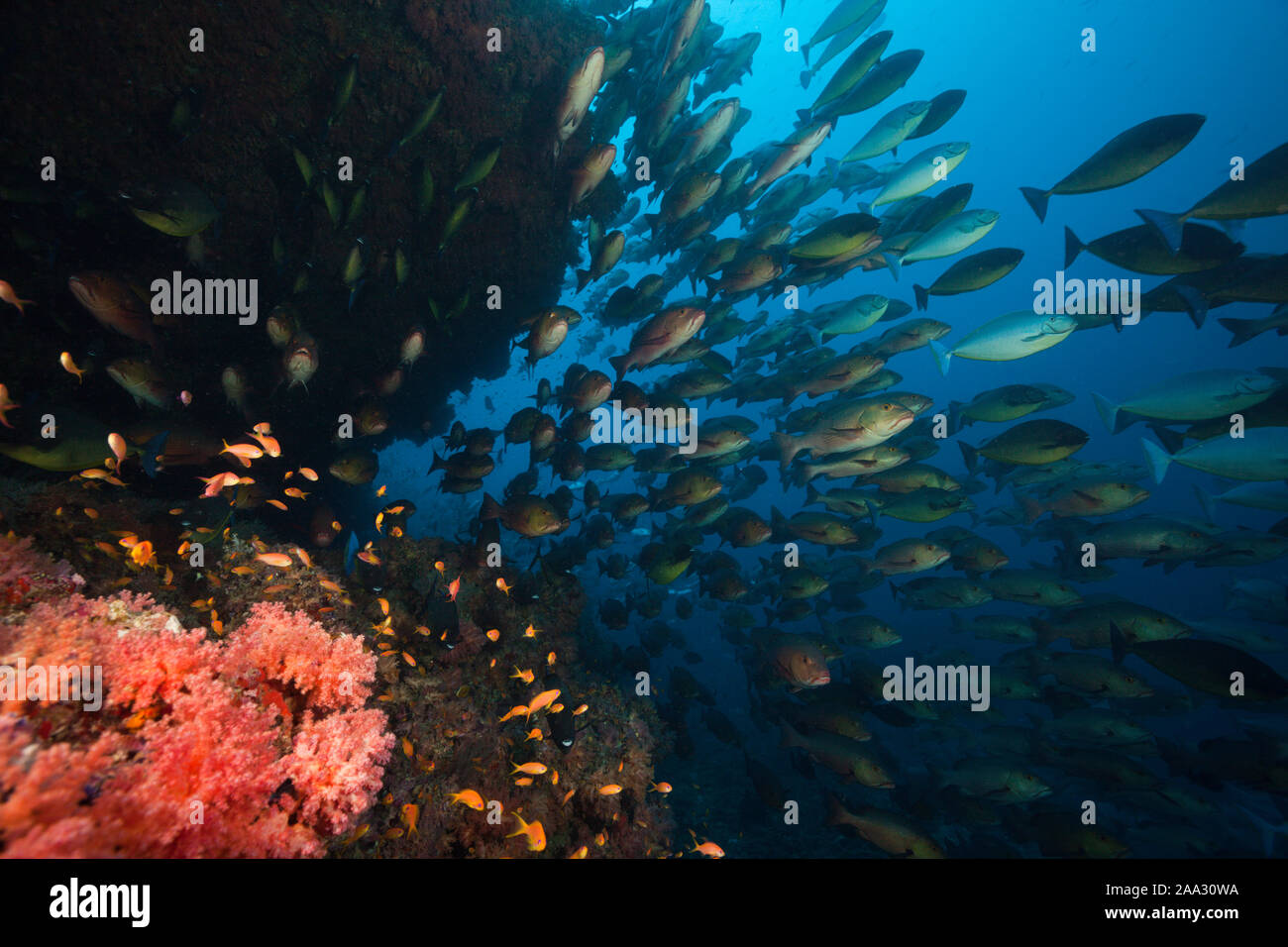 Shoal of Sleek Unicornfish, Naso Hexacanthus, South Male Atoll, Indian Ocean, Maldives Stock Photo