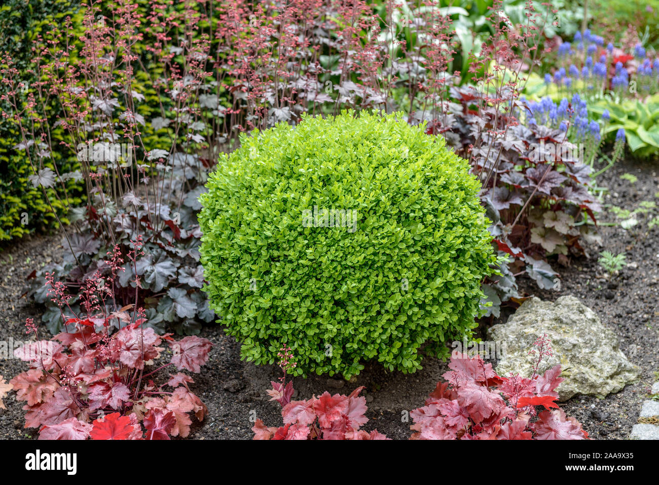 Europäischer Buchsbaum (Buxus sempervirens 'Suffruticosa') Stock Photo