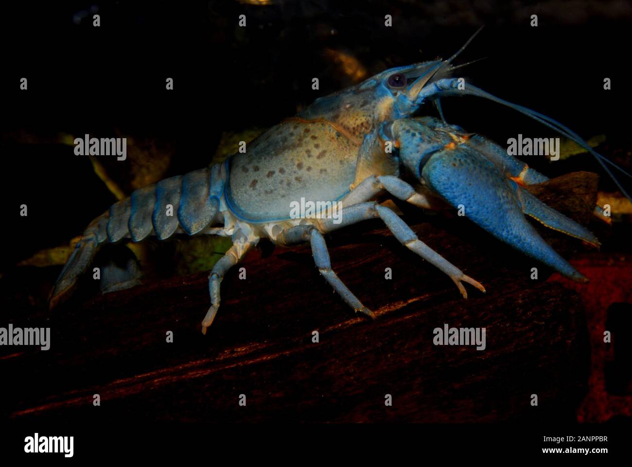 Blue colored noble crayfish Astacus astacus. Blauer Edelkrebs (Astacus astacus), 8 month old blue crayfish, blauer Edelkrebs 8 Monate alt Stock Photo