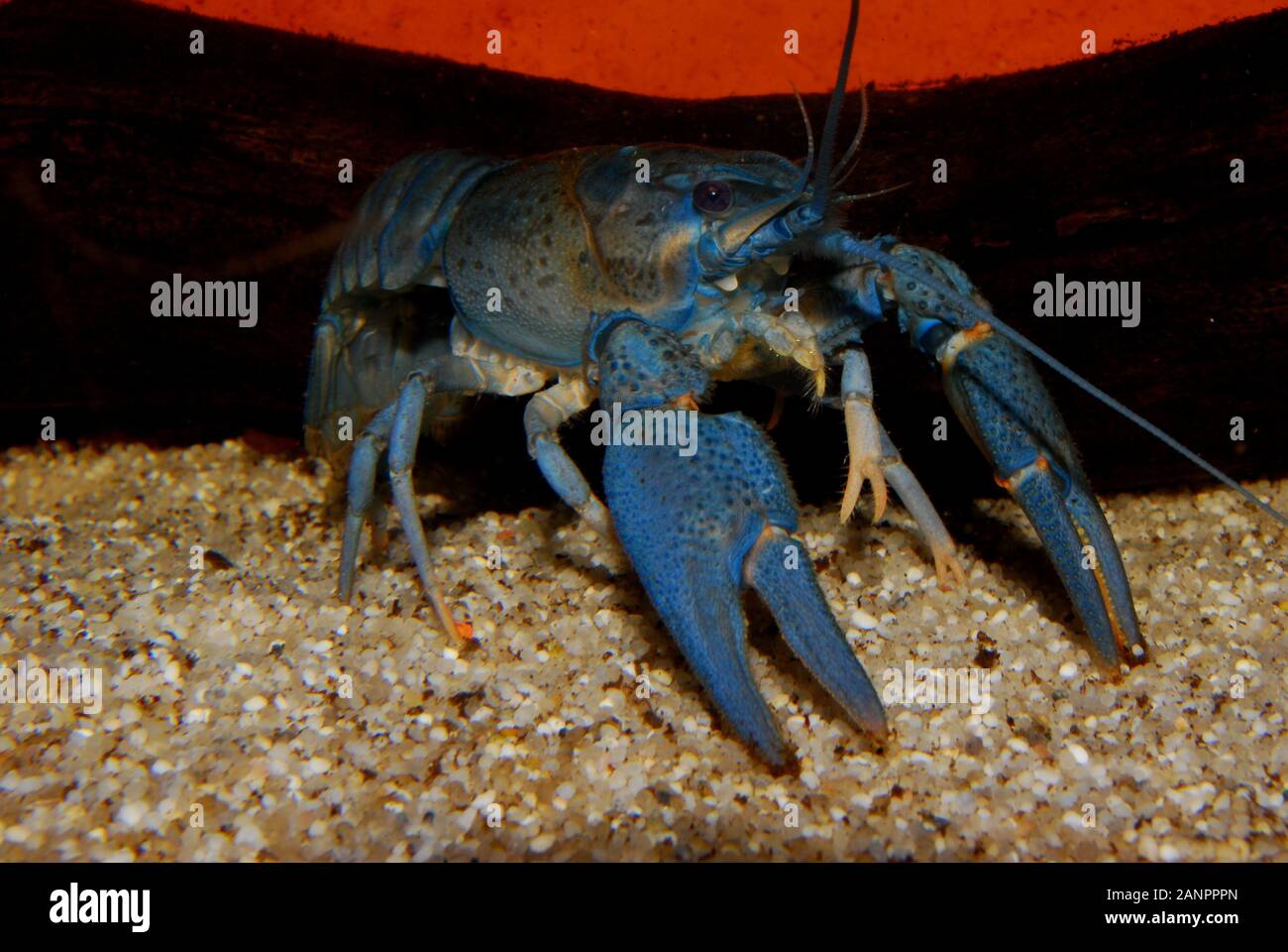 Blue colored noble crayfish Astacus astacus. Blauer Edelkrebs (Astacus astacus), 8 month old blue crayfish, blauer Edelkrebs 8 Monate alt Stock Photo