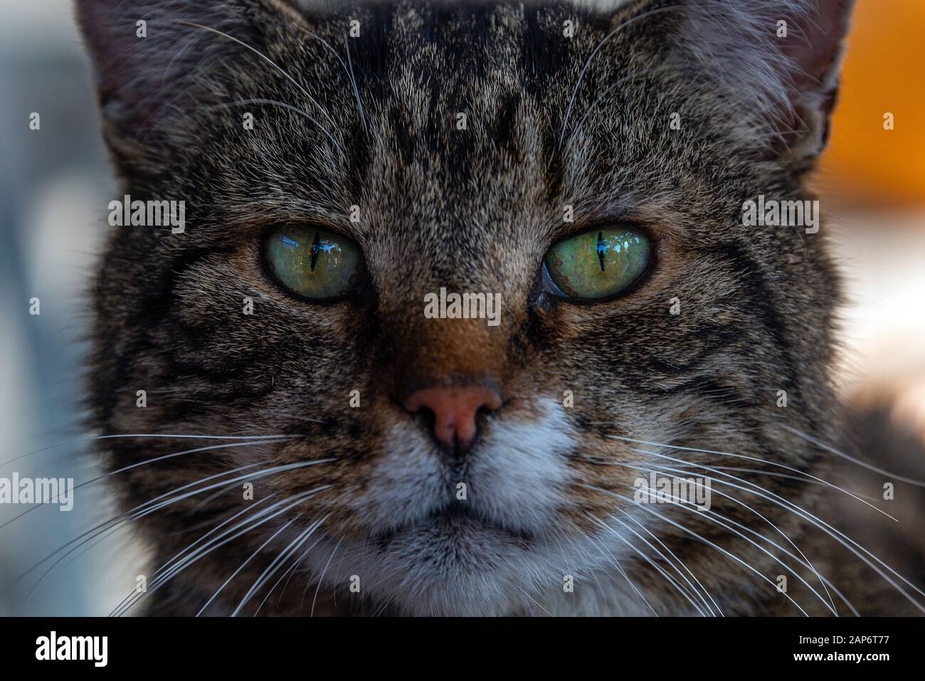 Close up of a cats face as it looks into the camera lens. Stock Photo