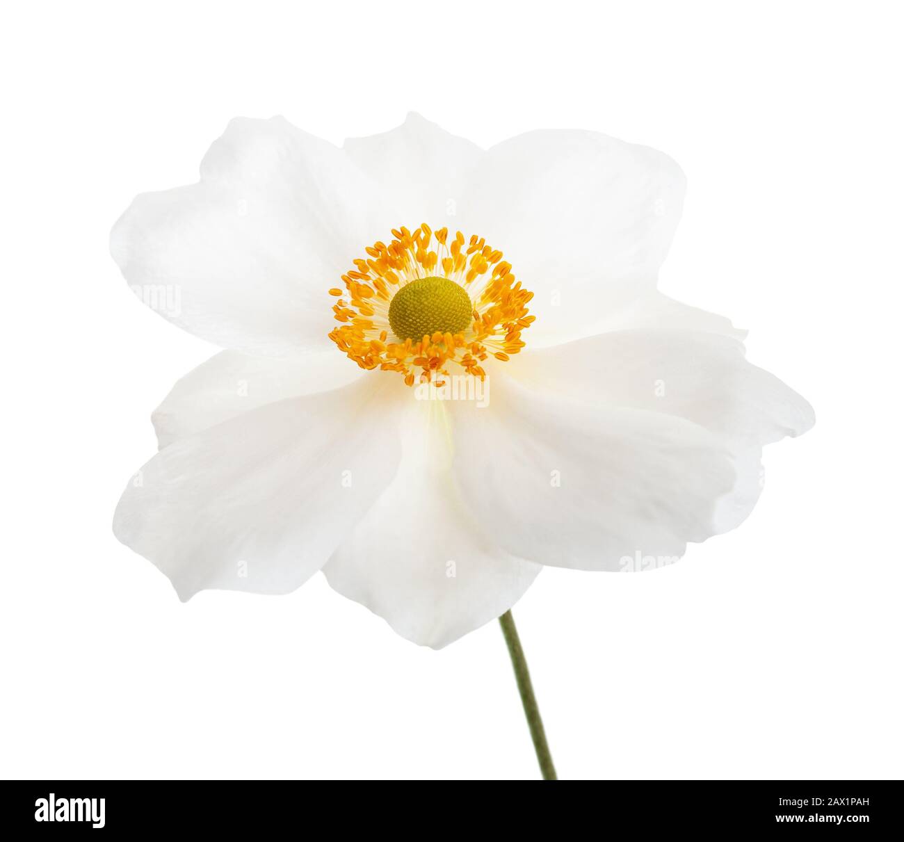 Anemone japonica hi-res stock photography and images - Alamy