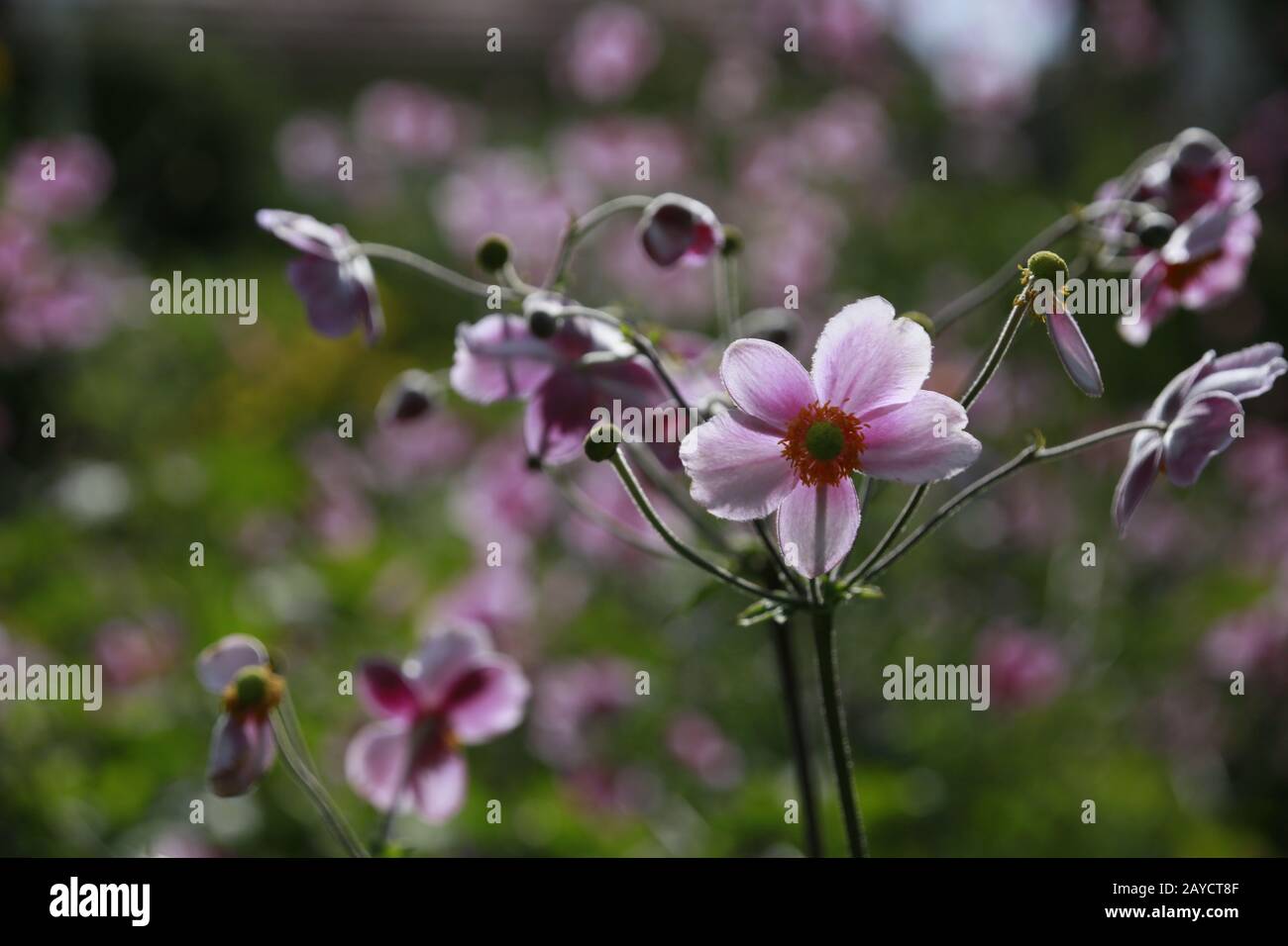 Chinese anemone or Japanese anemone, thimbleweed, or windflower ...