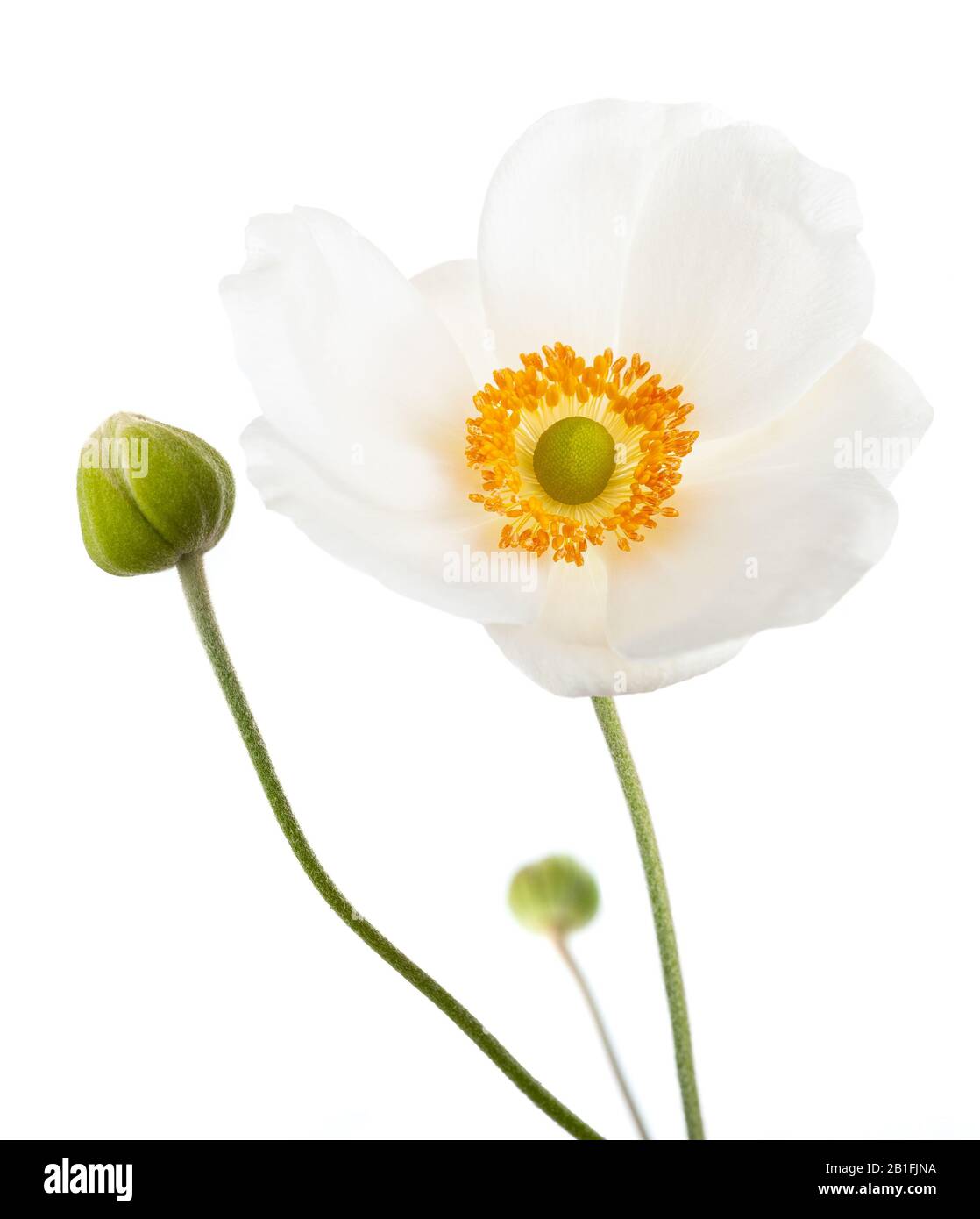 Anemone hupehensis flower bud Cut Out Stock Images & Pictures - Alamy