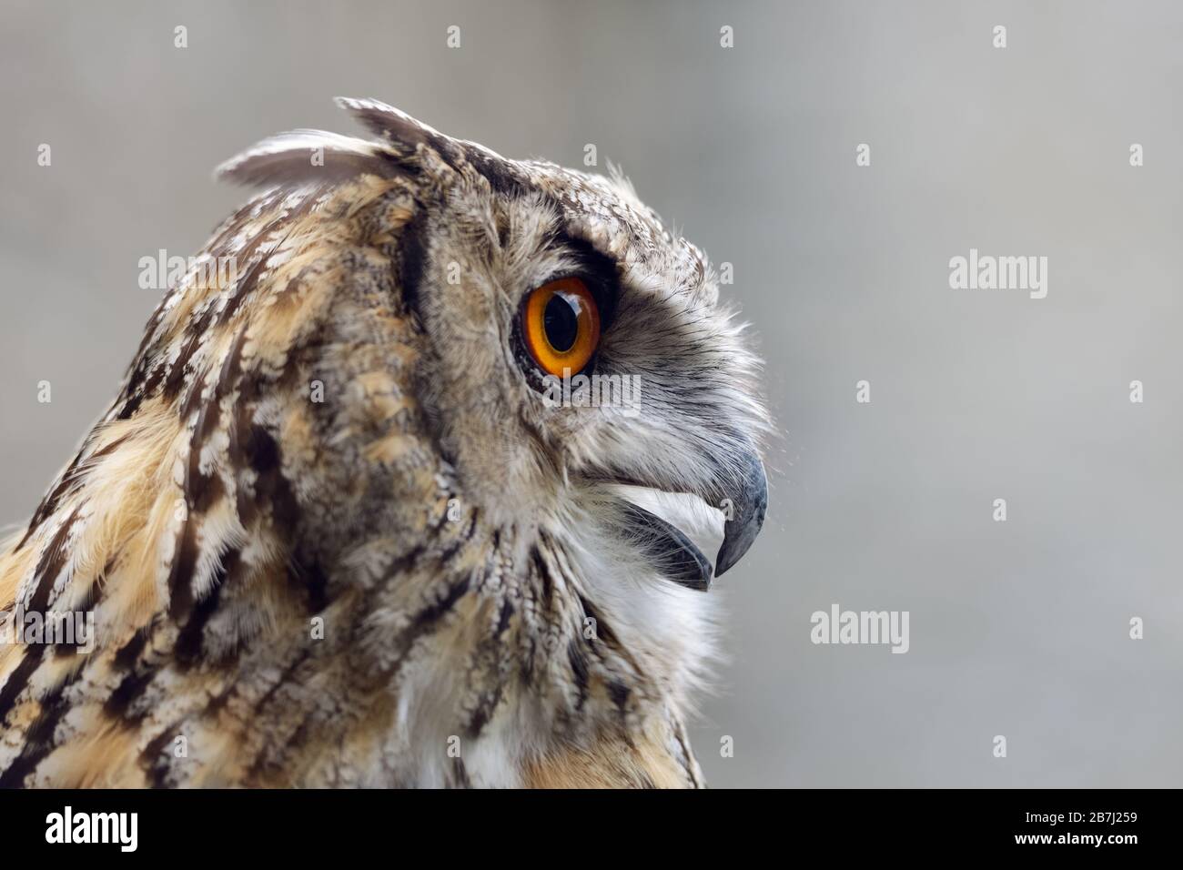 Eagle Owl ( Bubo bubo ), Eurasian Eagle-Owl, also called Northern Eagle Owl or European Eagle-Owl, adult, calling, side view, Europe. Stock Photo