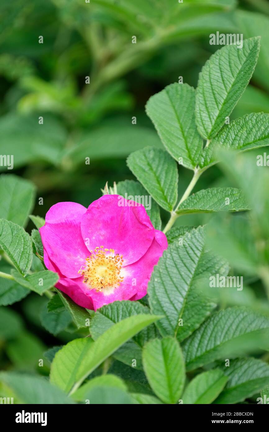 Rosa 'Short Track', groundcover rose Rose 'Short Track' Stock Photo