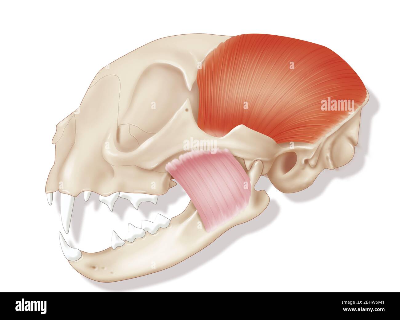 Cat’s jaw Stock Photo