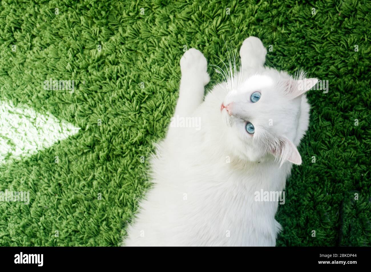 Close-up Of White Cat with Blue Eyes Laying Peacefully on Green Carpet. Top View Stock Photo