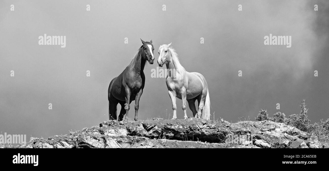 Two horses standing at edge of cliff, Wyoming, USA Stock Photo