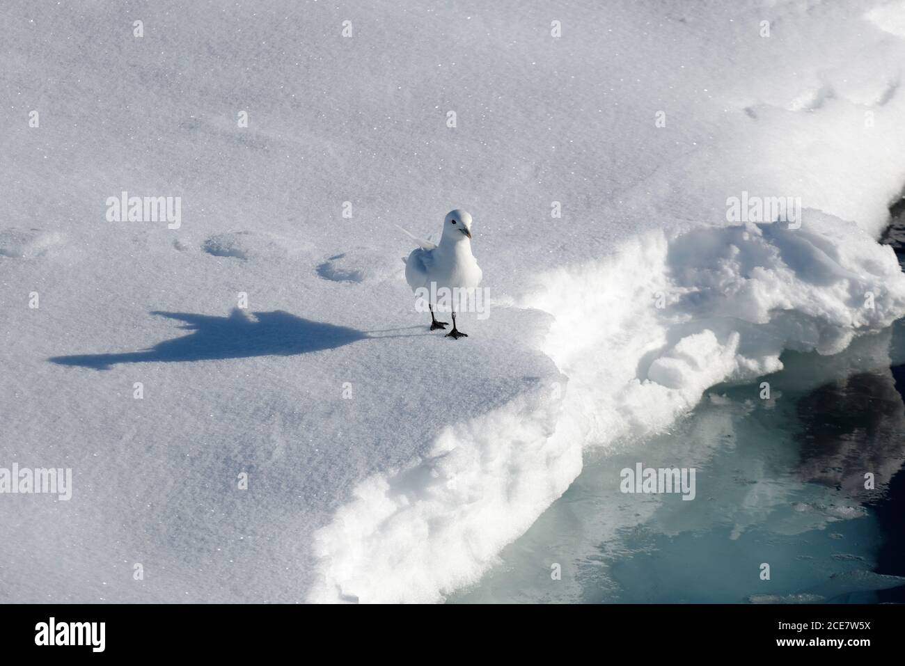 Ivory gull (Pagophila eburnea) walking on pack ice nothwest of Svalbard, Norway, Europe Stock Photo