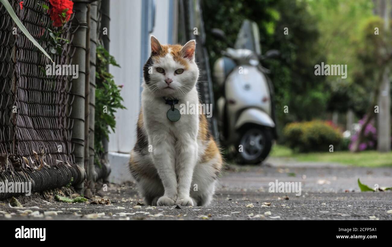 Melbourne Australia. Scenes of daily life in Melbourne Australia . A cat on the footpath in suburban Melbourne. Stock Photo