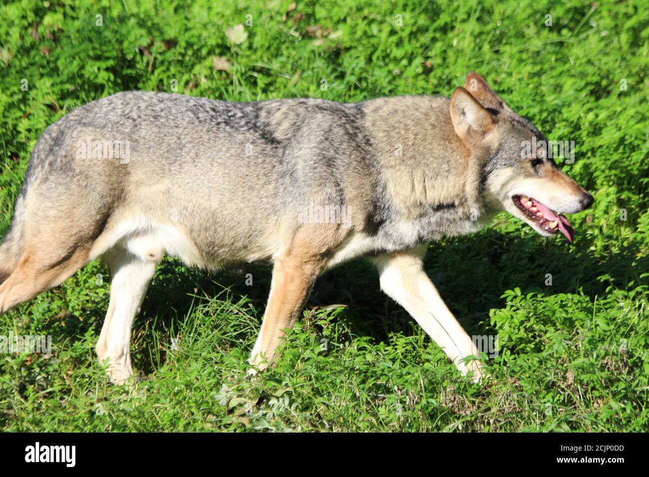 europäischer Wolf Stock Photo