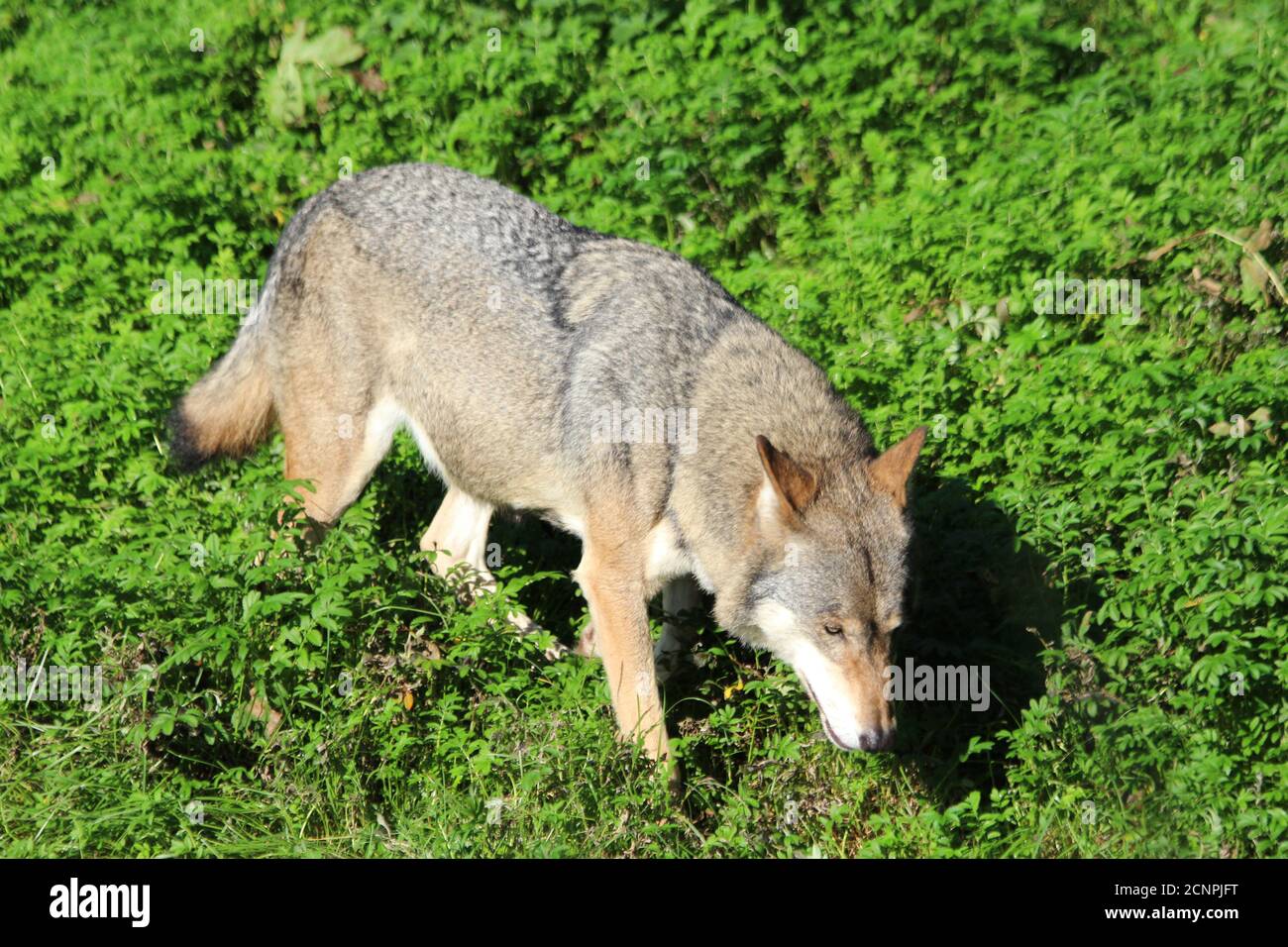 europäischer Wolf Stock Photo