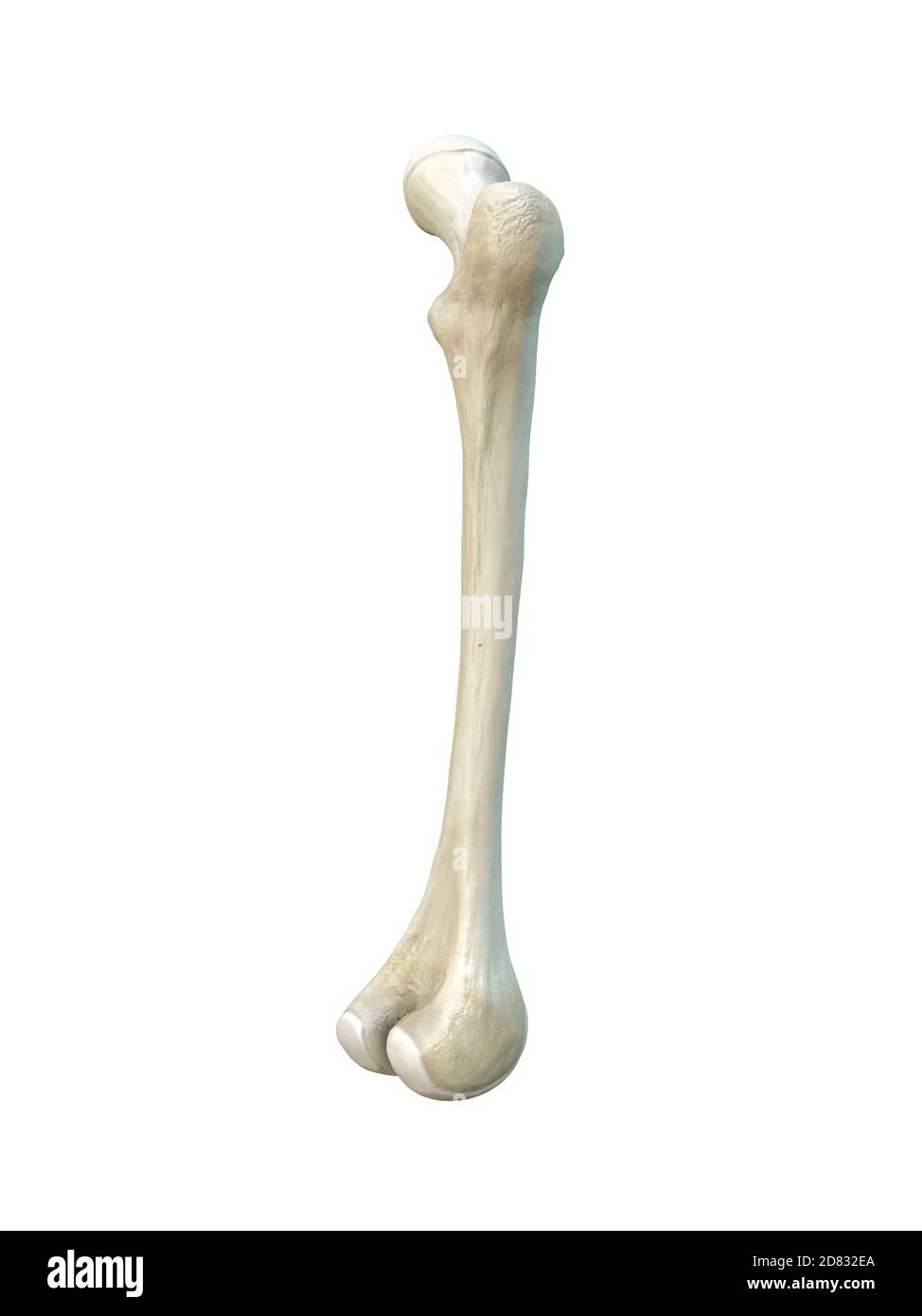 Femur Bone Anatomy