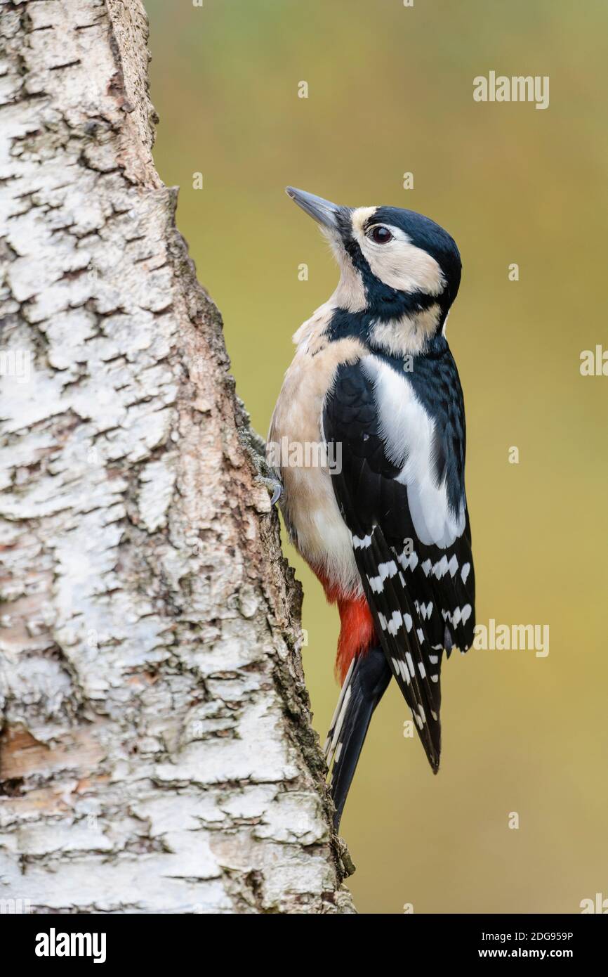 Buntspecht Weibchen, Dendrocopos major, Female Great spotted woodpecker Stock Photo