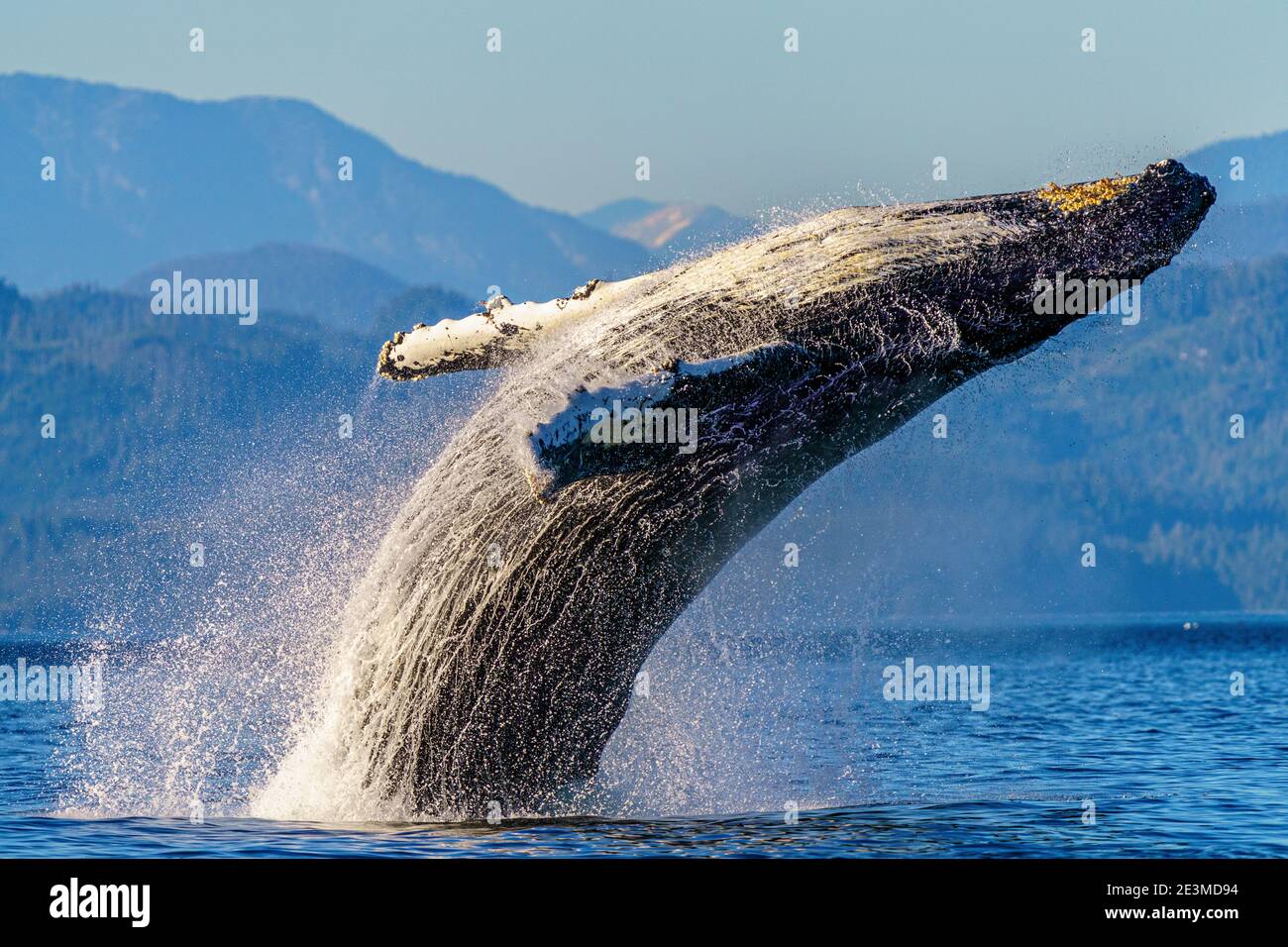 Humpback whale breaching in front of the beautiful scenery of the British Columbia Coastal Mountains near the Broughton Archipelago, First Nations Ter Stock Photo