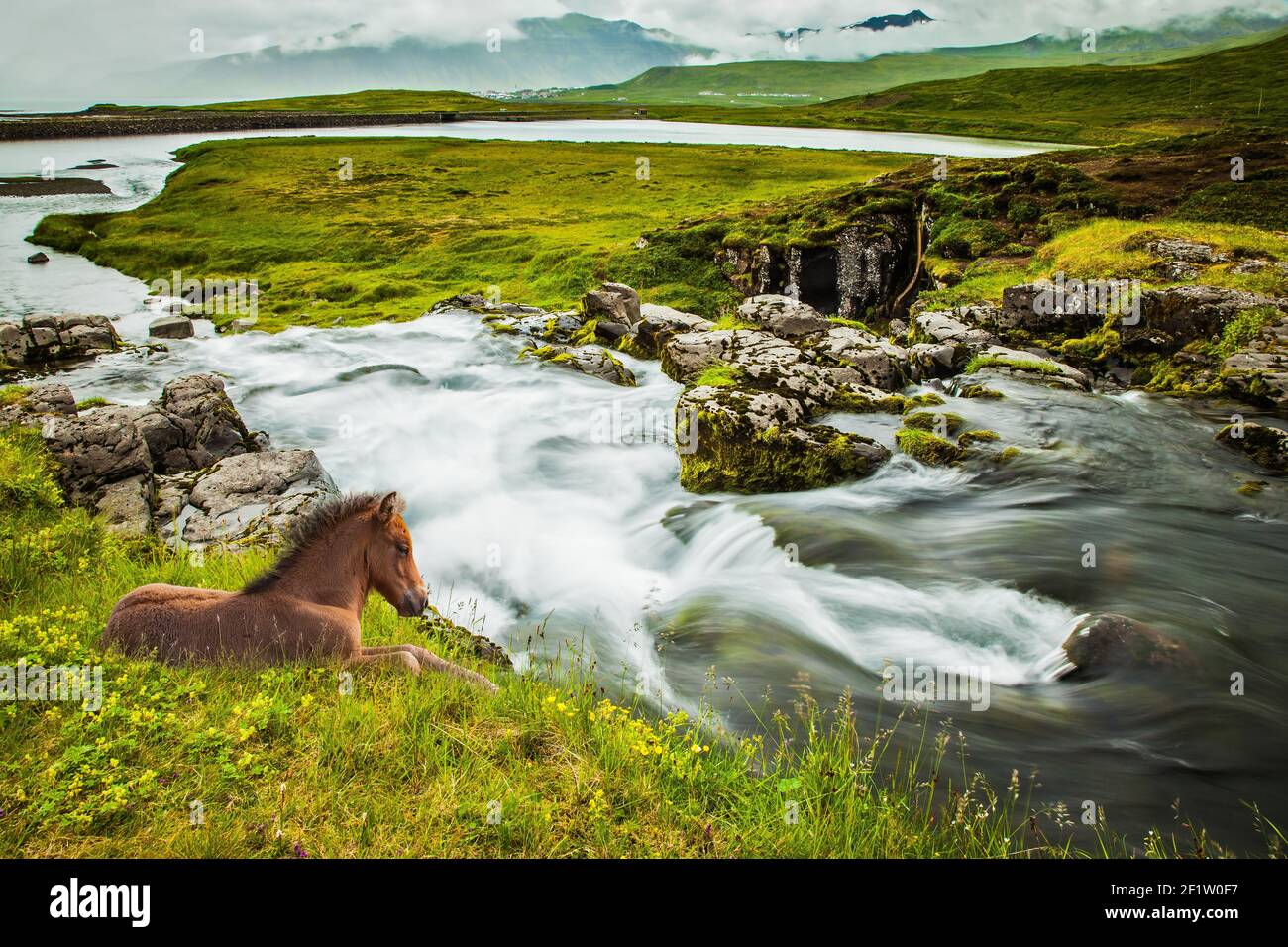 Ruffled sleek Icelandic horse Stock Photo