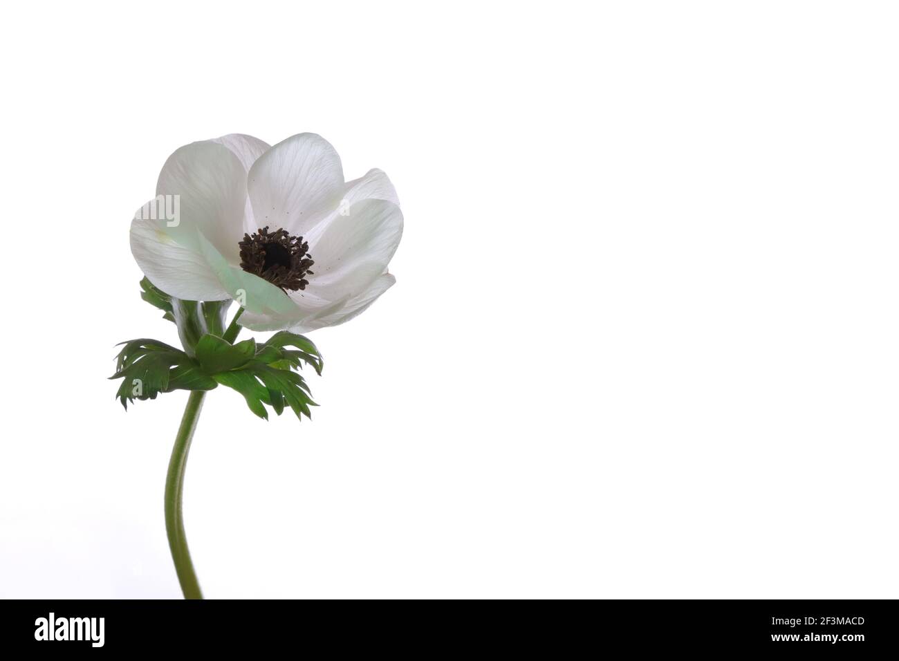 Anemone Leaves High Resolution Stock Photography and Images - Alamy