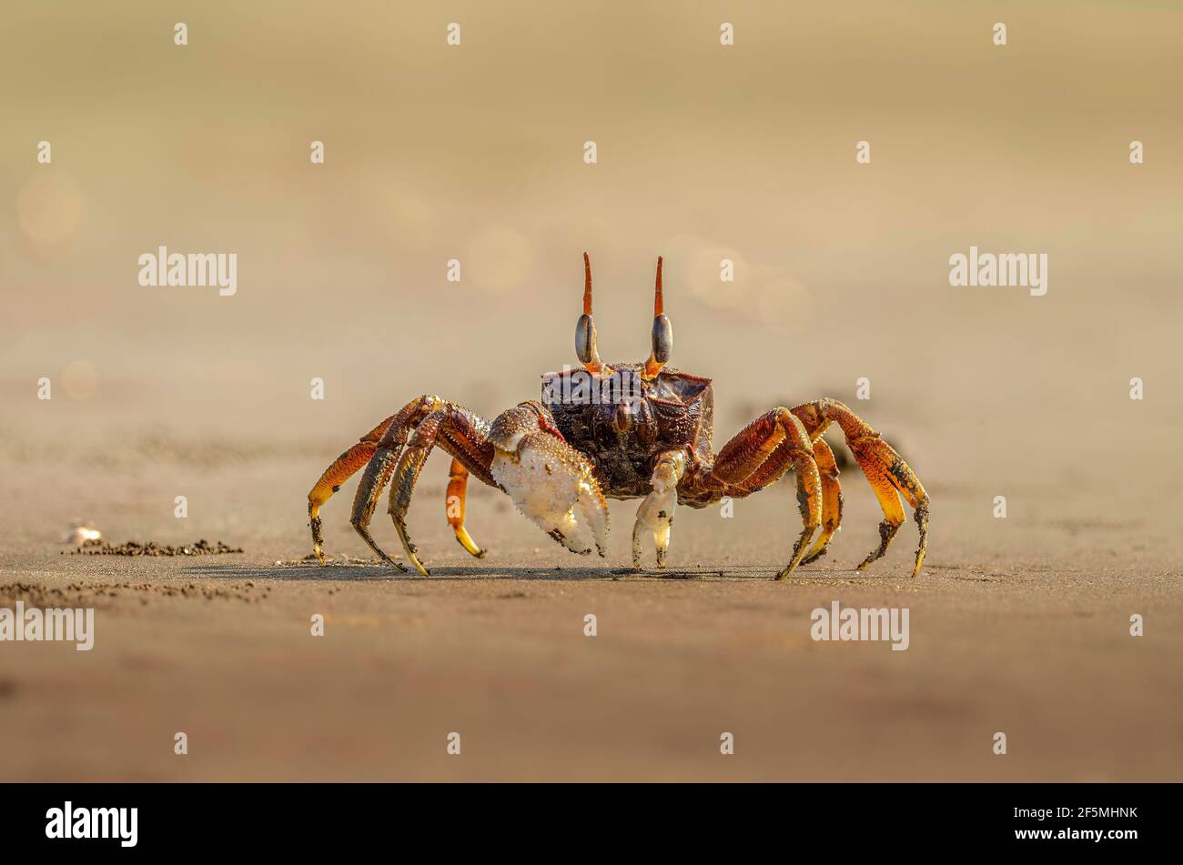 Ghost crab on sand at sea shore Stock Photo