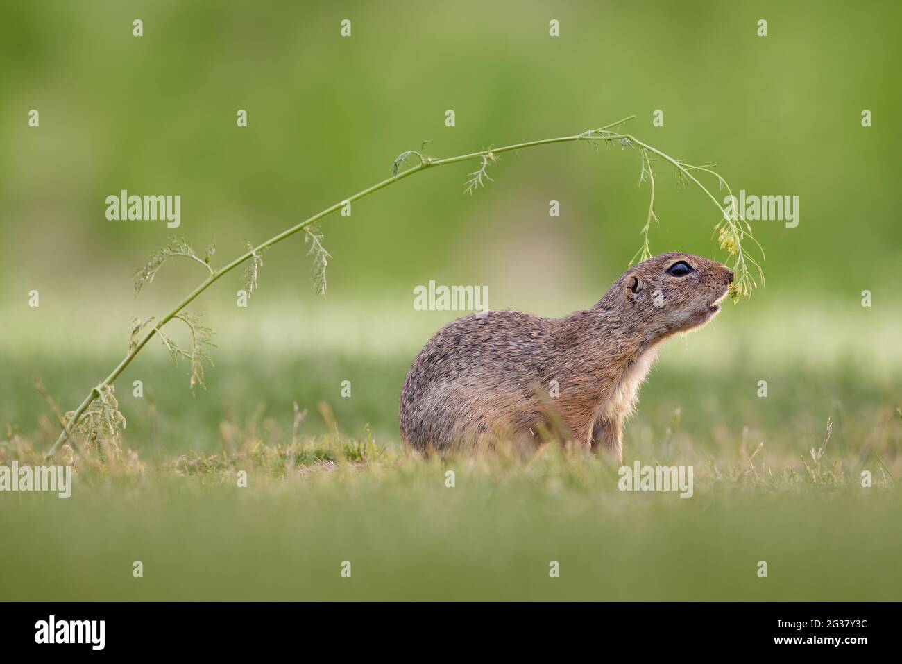 Europäischer Ziesel (Spermophilus citellus) Stock Photo