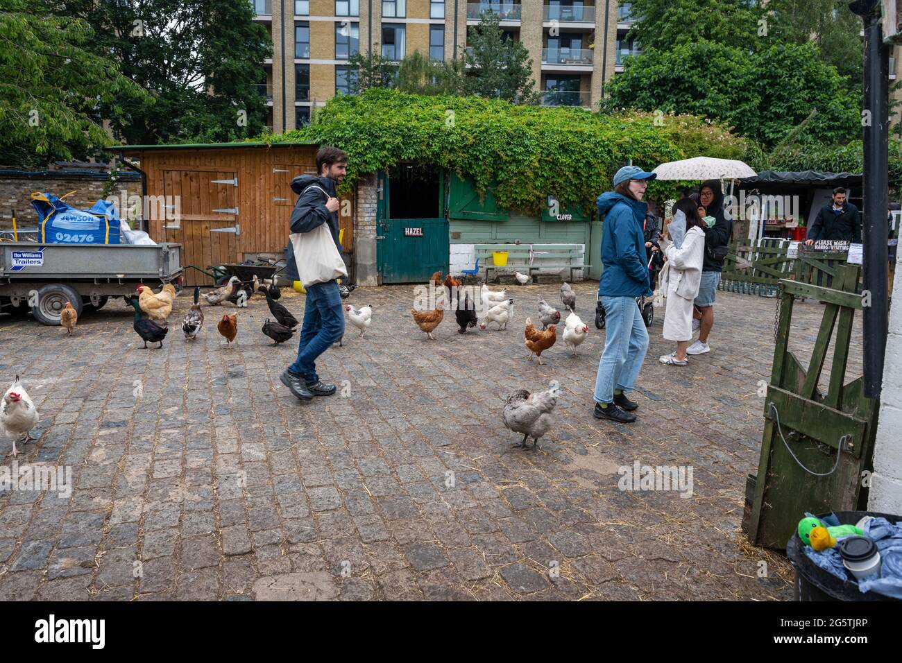 London. UK- 06.27.2021: visitors interacting with animals in the farmyard of Hackney City Farm. Stock Photo