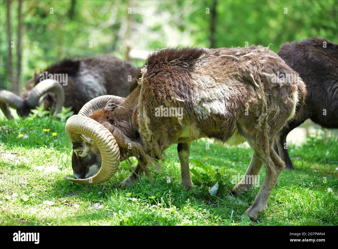 Molló Parc Animals located in the Ripolles region, Gerona province, Catalonia, Spain Stock Photo