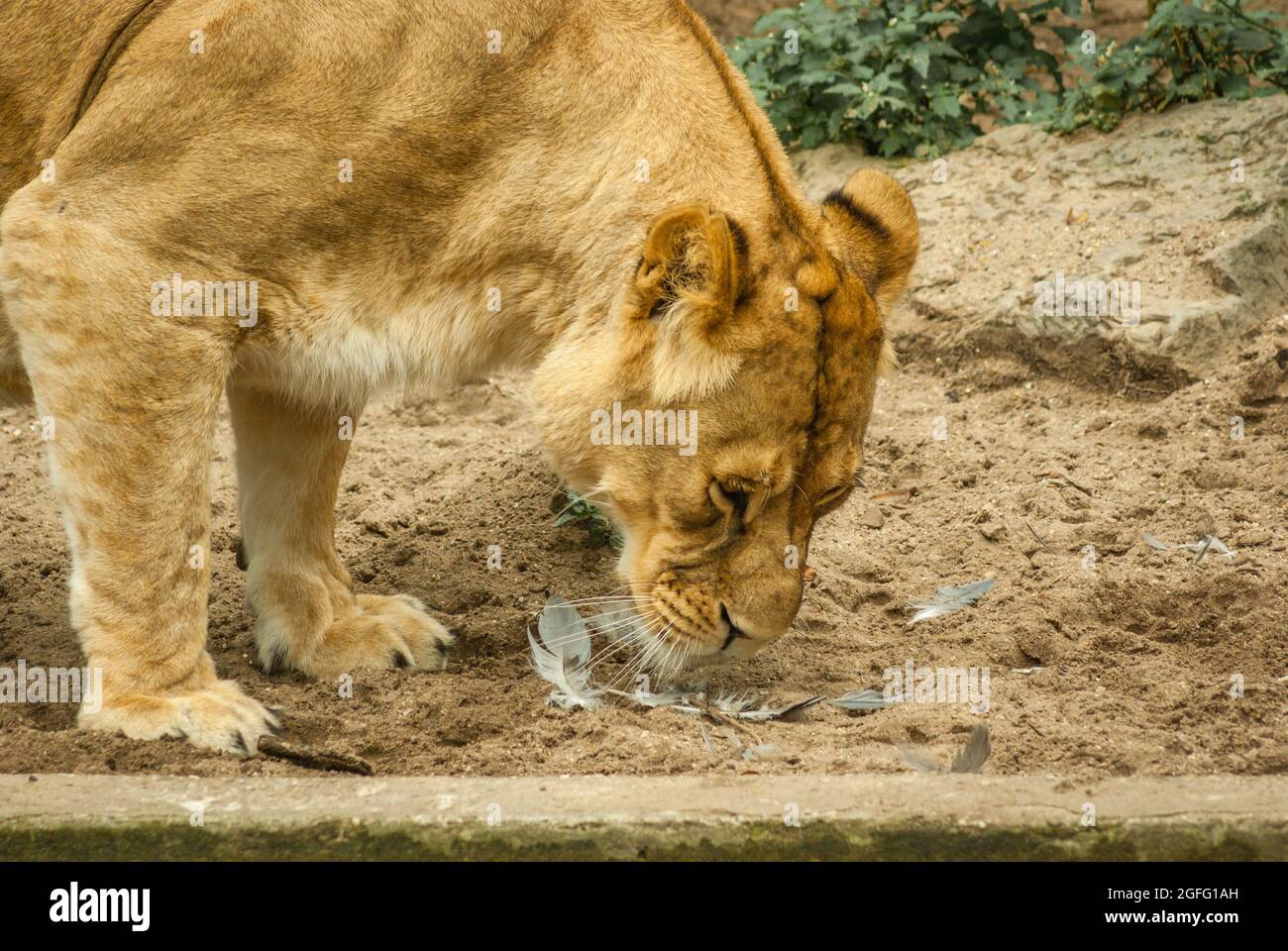 Drama in the lions exhibit. A heron that landed in the lion's exhibit was cought by one of the lionesses, but the wounded heron could escape out of re Stock Photo