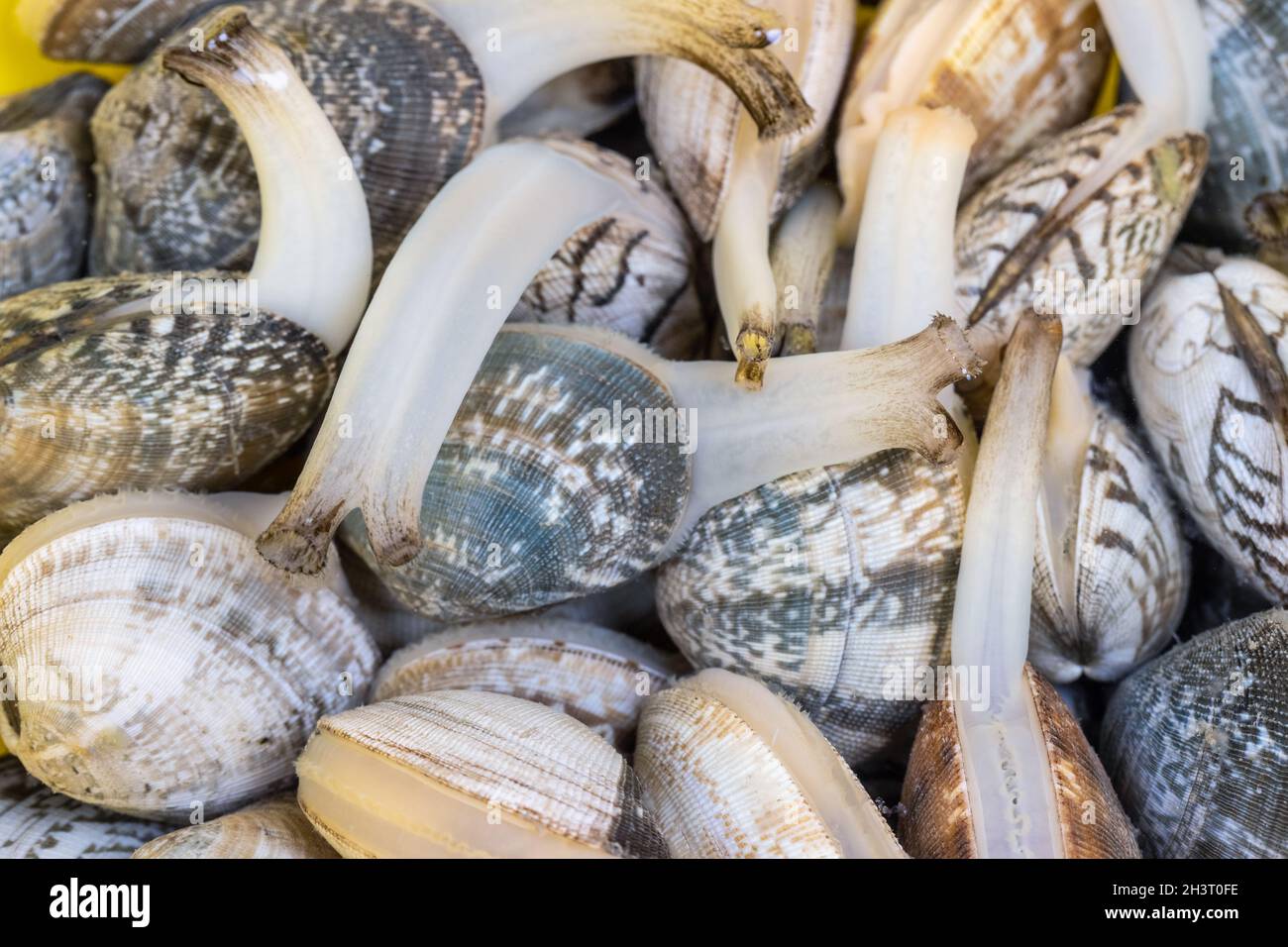 Short necked clam closeup Stock Photo