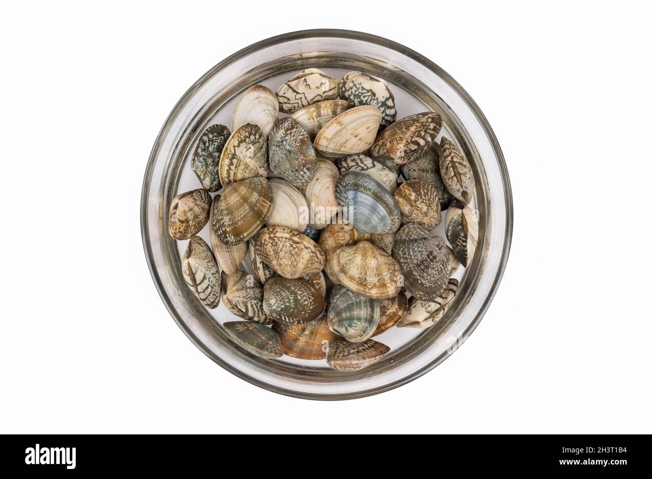 Short necked clam in a glass bowl with water Stock Photo