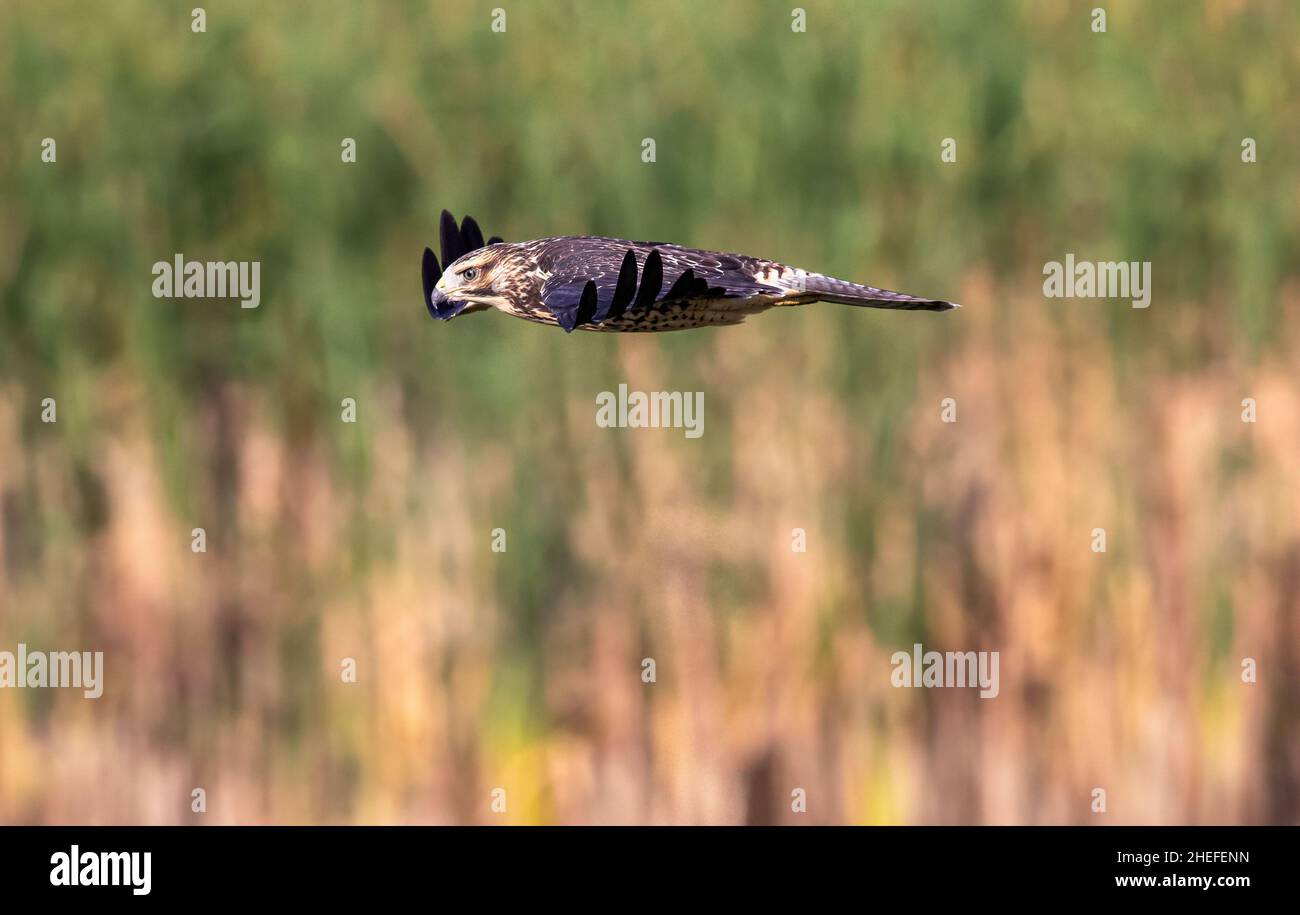 Closeup of a Swainson's Hawk Juvenile, sleek and streamlined in flight, looking down over a Wetland Habitat. Stock Photo