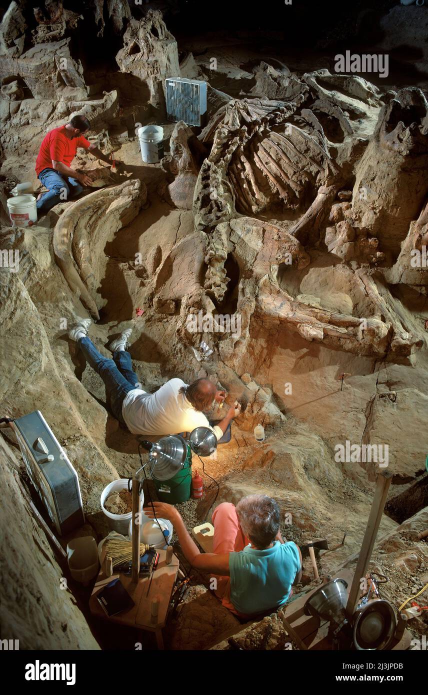 Paleontologists Excavating Colombian Mammoth Remains, The Mammoth Site, South Dakota Stock Photo