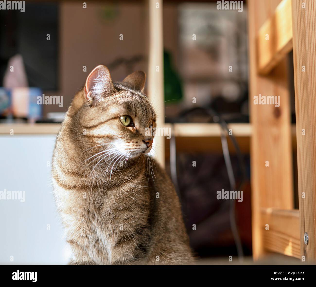 Striped tabby beige cat with green eyes sitting in the home room in sunny cute pets animals selective focus Stock Photo