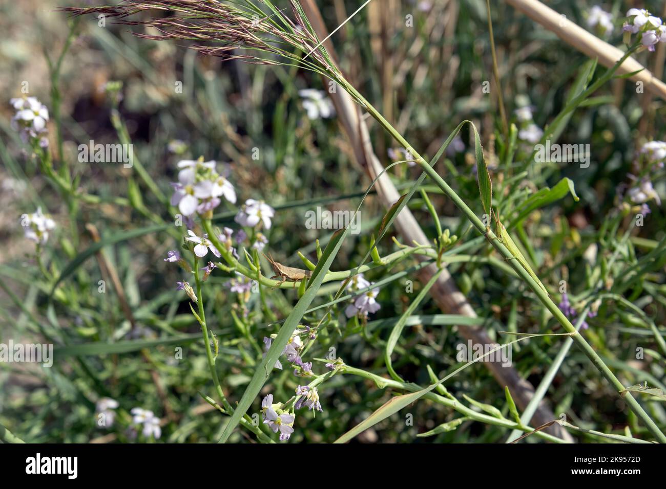 2 Grashüpfer auf Europäischem Meersenf Stock Photo