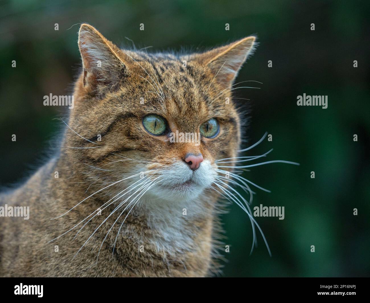 European wildcat Felis silvestris silvestris Stock Photo