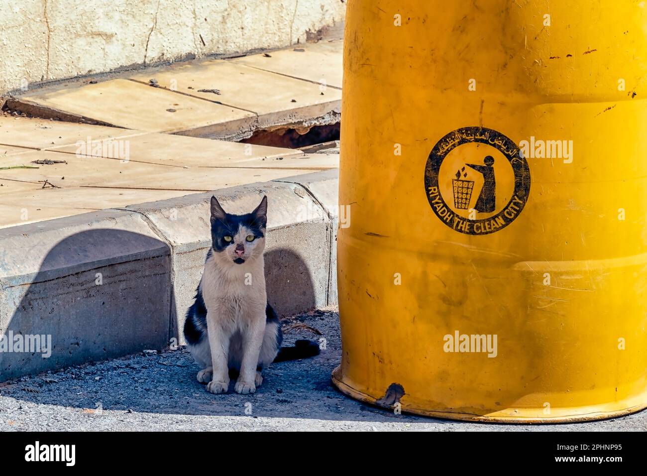 Street Cat Stock Photo