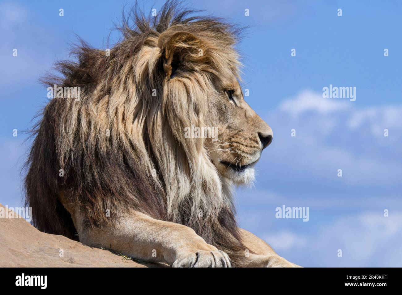 African lion (Panthera leo) adult male resting on rock against blue cloudy sky Stock Photo