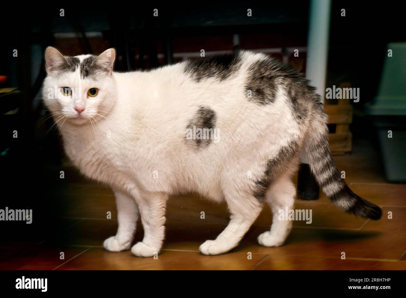 Cat Stock Photo