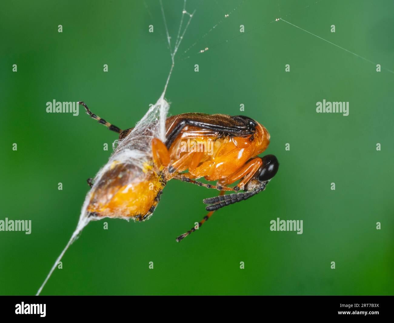 Athalia species (possibly A.liberta) trapped in a spider's web and partially cocooned in a UK garden Stock Photo