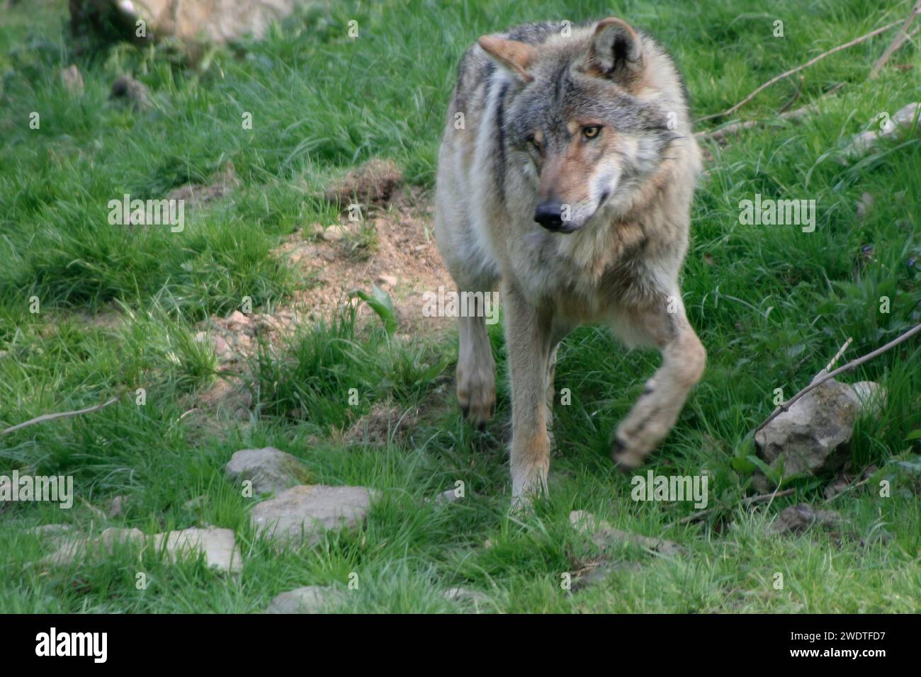 Eurasian Grey Wolf Stock Photo