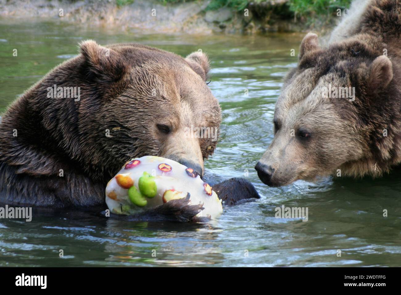 Brown Bears Stock Photo