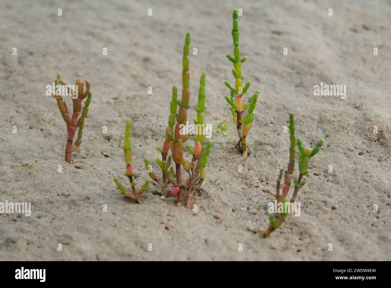 Common Glasswort Stock Photo