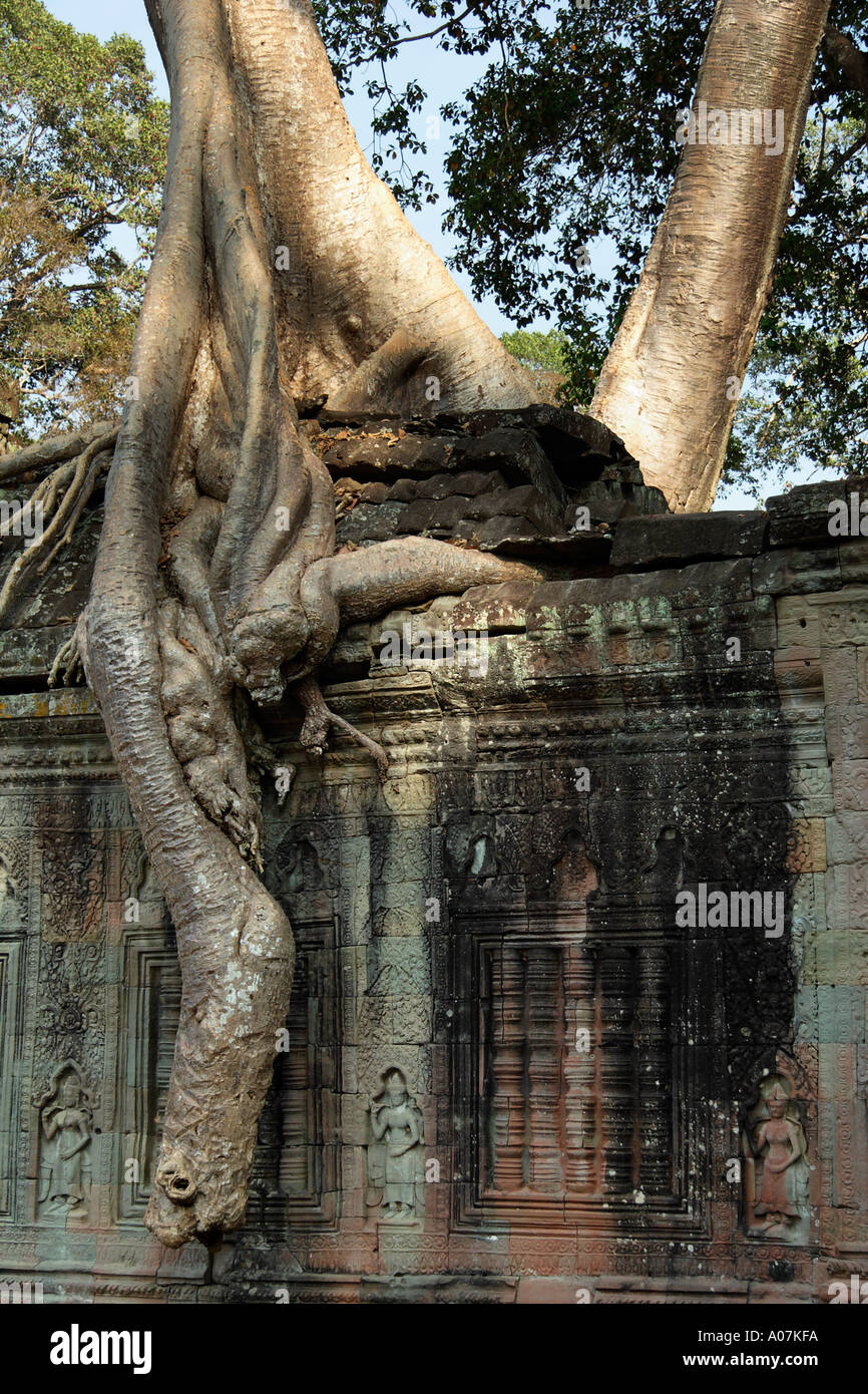 Trees and ruins Preah Khan Temple Cambodia 5 Stock Photo