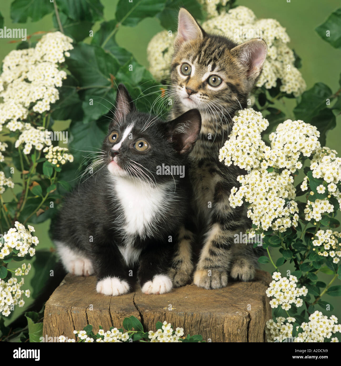 Two Kittens Tabby & Black & White in Garden Setting Stock Photo