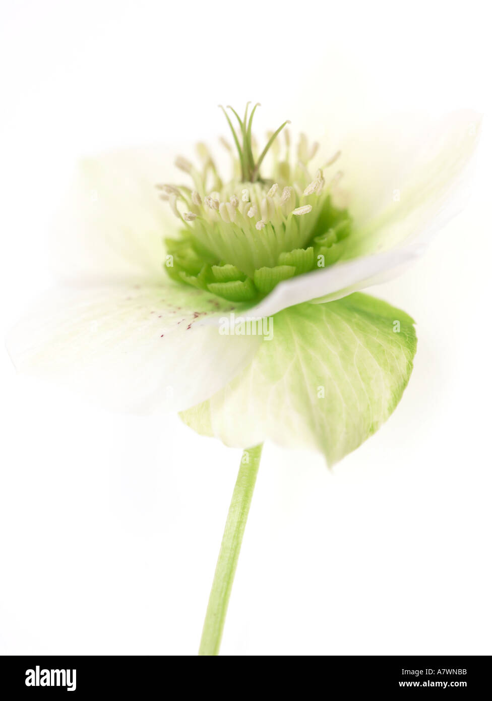 White Helleborus orientalis Lenten Rose Stock Photo - Alamy