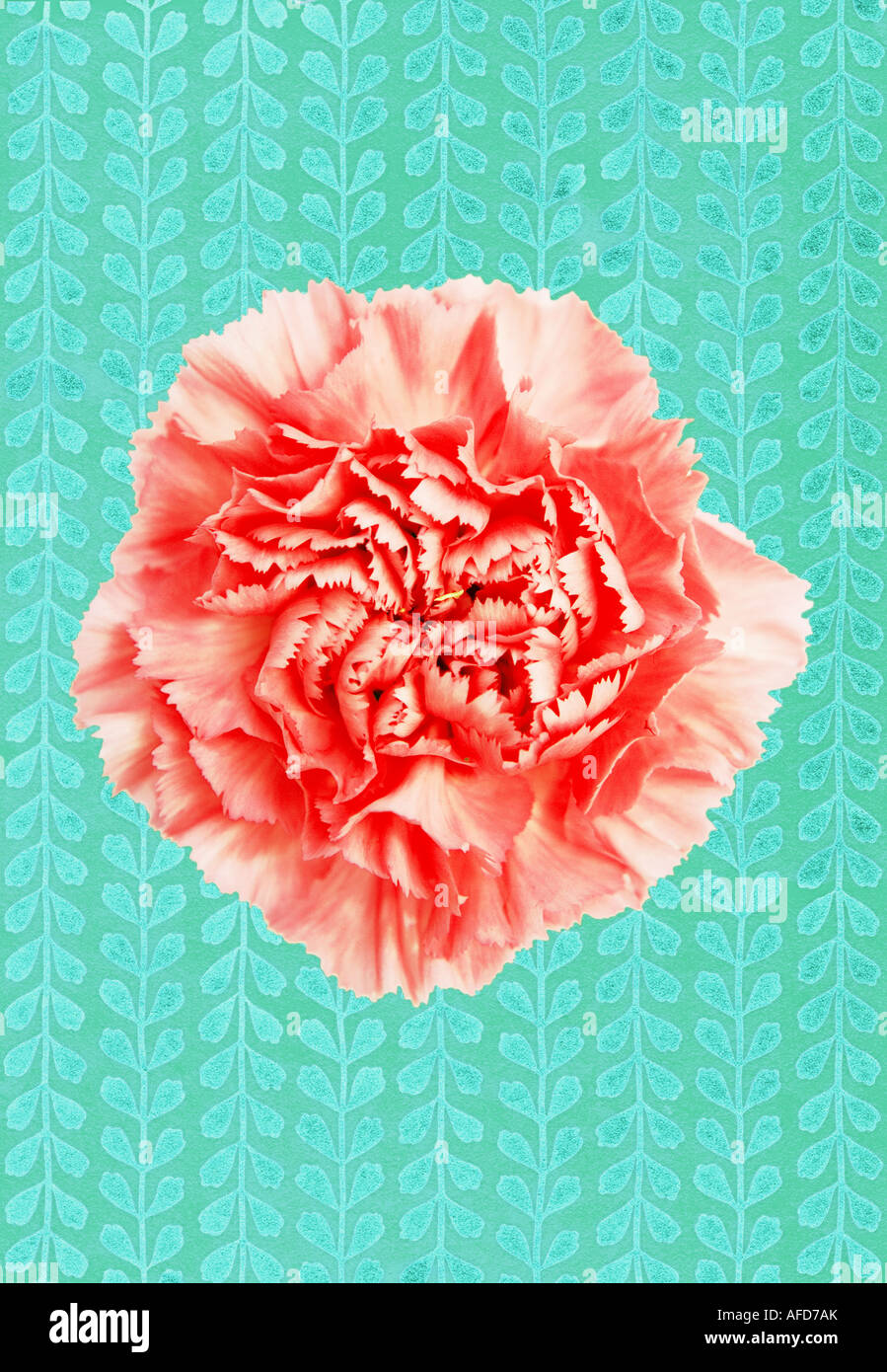 Illustration of pink carnation against a textured patterned background Stock Photo