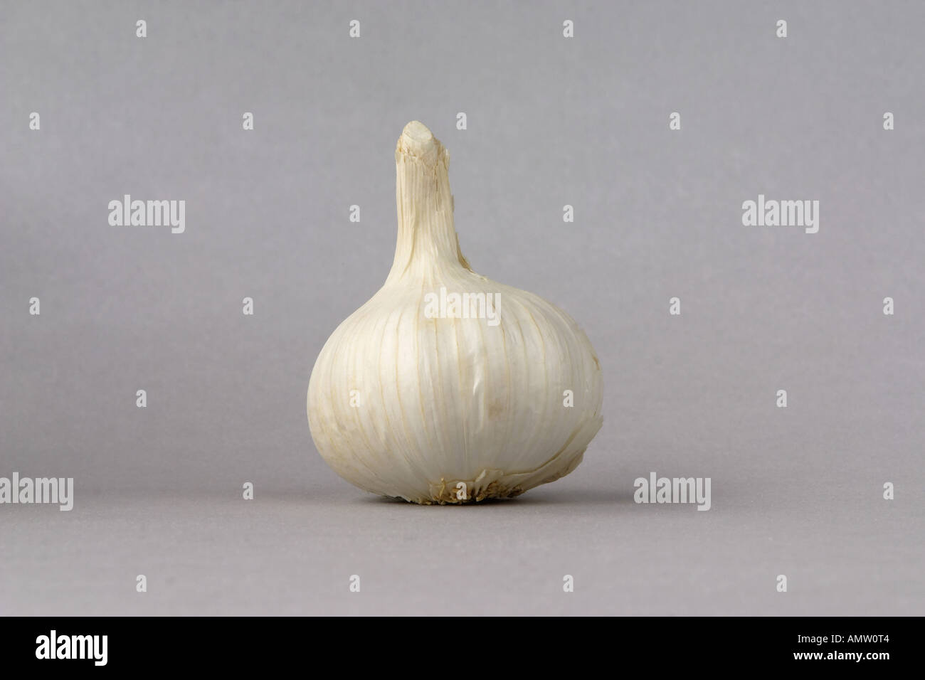 GARLIC Stock Photo