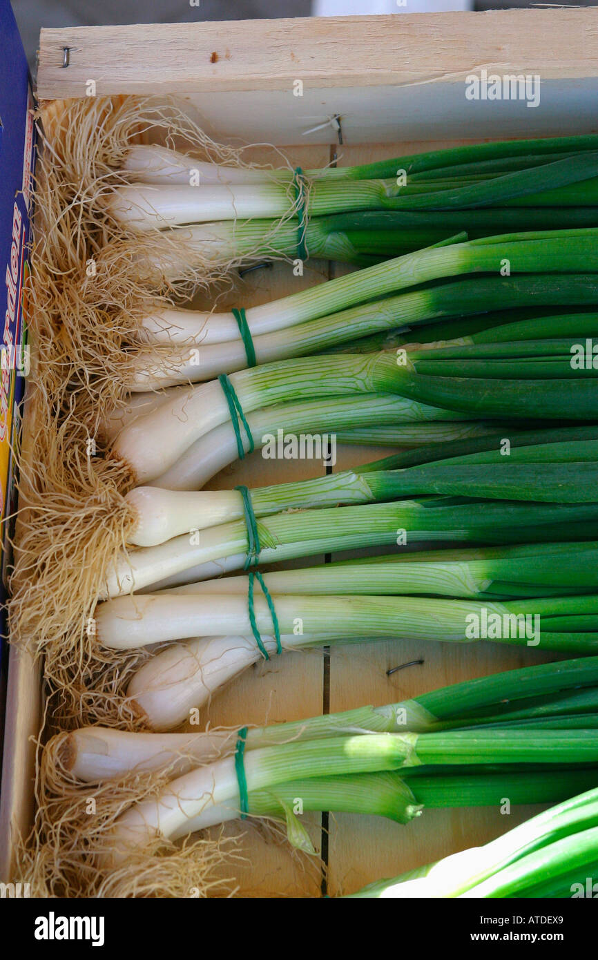 Green onions, spring onion Stock Photo