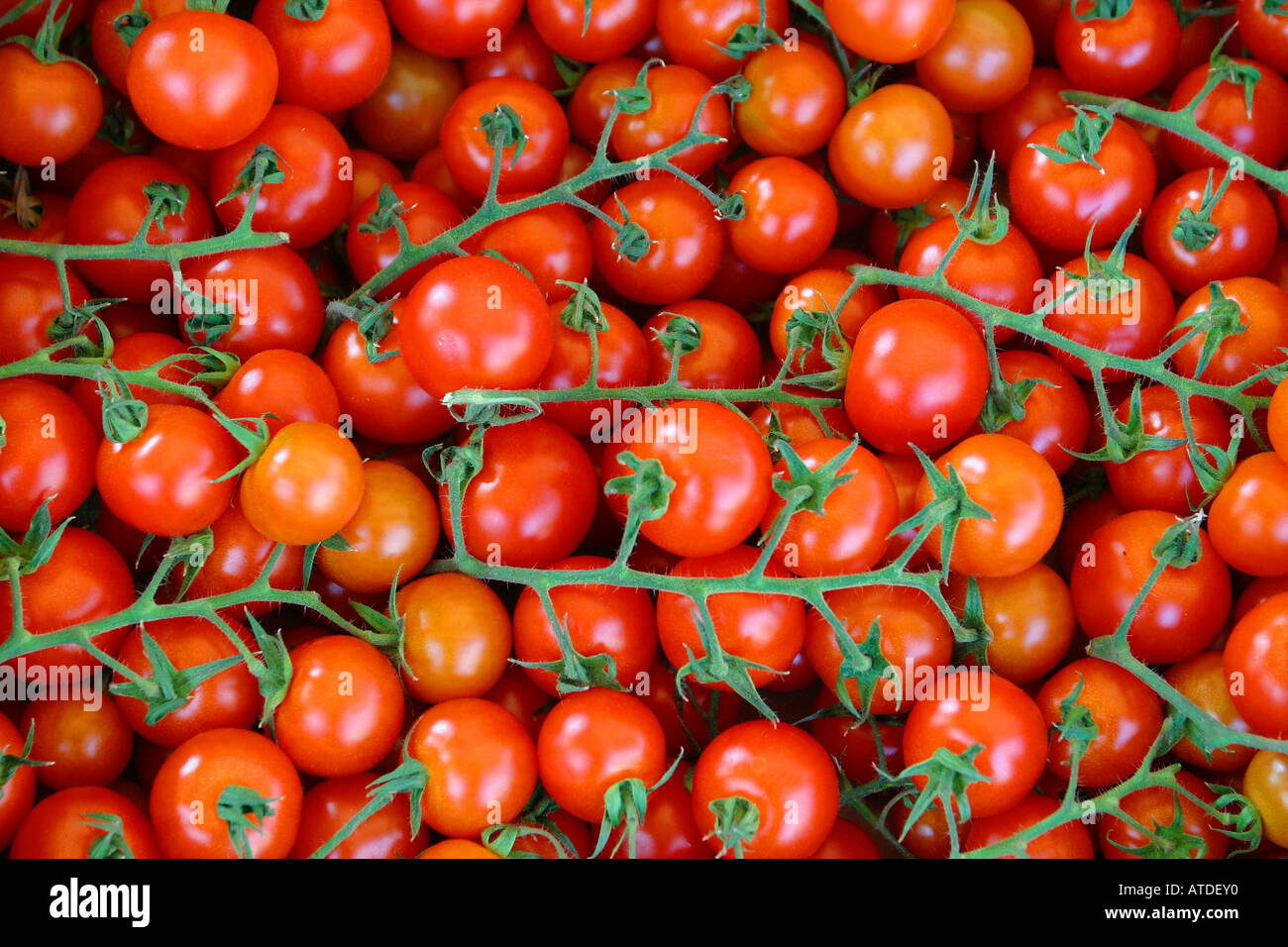 Tomatoes, tomato Stock Photo