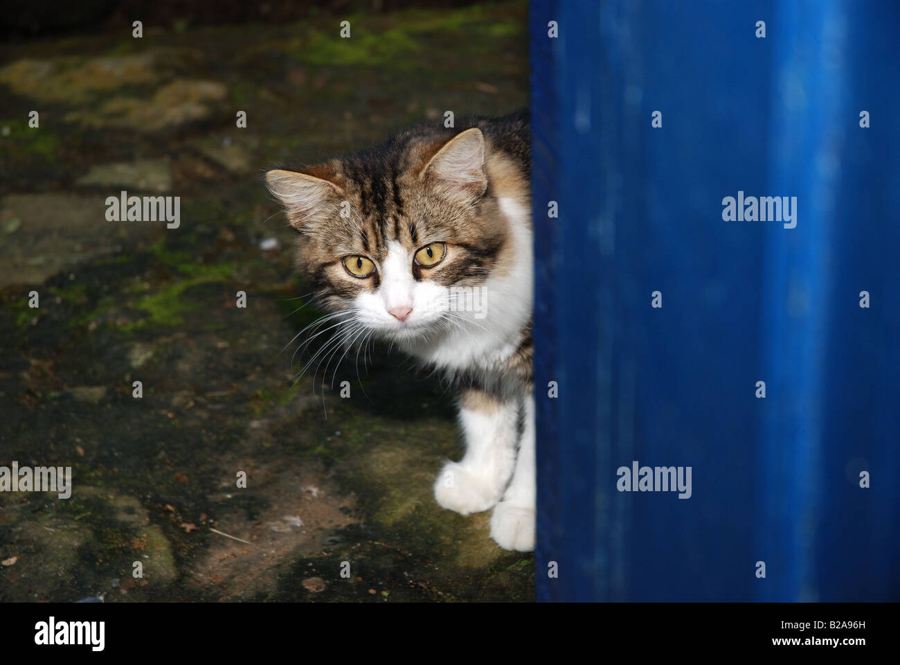 Cat behind a door, gato felino feline Stock Photo