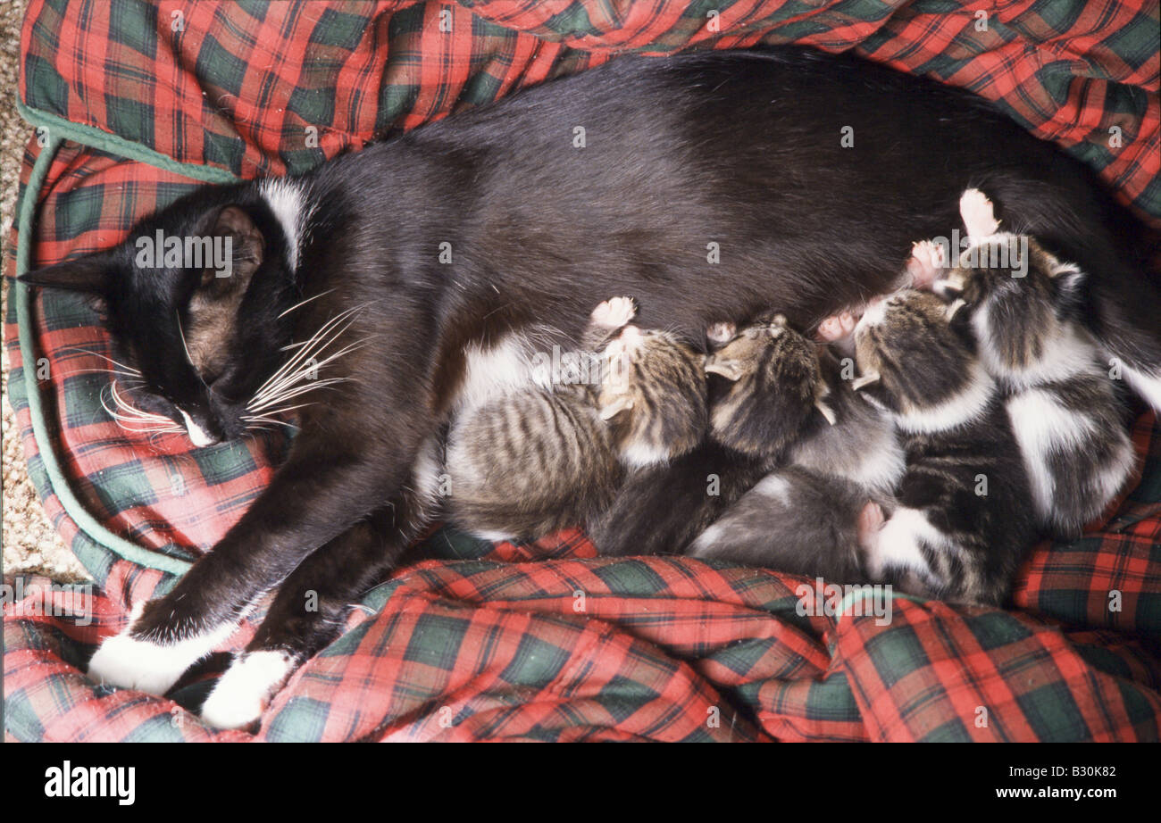 Mother cat nursing kittens Stock Photo